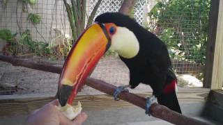 Toco Toucan Eats 1st Hard Boiled Egg [upl. by Hewes]