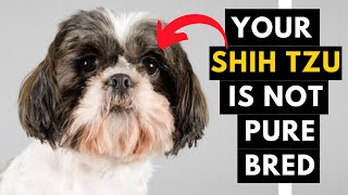 How to identify Your Shih Tzu Puppy is Pure Bred or Not [upl. by Dlaniger]