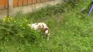 jack russells mating [upl. by Ninahs368]