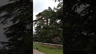 Chail Palace in Shimla  Himachal Pradesh ChailPalace Shimla manjuhandaorganicgardening [upl. by Sprung]