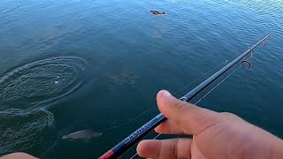 Chasing Coomera river jewfish [upl. by Ivette]