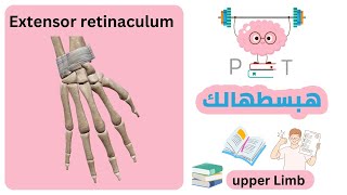 Extensor retinaculum upperlimbهبسطهالك [upl. by Ehudd420]