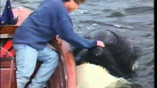 04 Connection Free Willy 2  1995 Soundtrack With voices [upl. by Nalehp15]