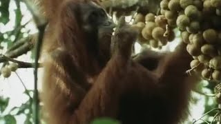 Orangutans Feeding in the Trees  Wild Indonesia  BBC Earth [upl. by Neurath973]