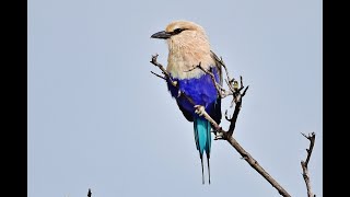 Bluebellied roller Coracias cyanogaster escaped bird  Potamia 30122019 Cyprus [upl. by Baer]