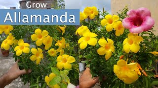 Allamanda Plant Care Allamanda Flower  How to Grow Allamanda flowers in Pots [upl. by Soane]