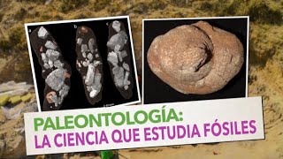 Paleontología Coprolitos de Dinosaurios [upl. by Dahc740]