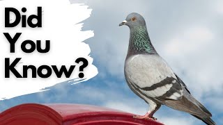 Things you need to know about PIGEONS [upl. by Cord]