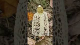 Bridal veil stinkhorn  Phallus indosiatus [upl. by Bartram]