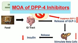 DPP 4 Inhibitors amp Their mechanism of action in Hindi  Teneligliptin  Vildagliptin [upl. by Nitram]