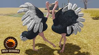 Ostriches fighting for a mate  ROBLOX Wild Savannah [upl. by Drofxer]