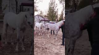 Best Wild Horses Mare Compilation of some Wild Horse Fights Video 251 [upl. by Adnawak662]