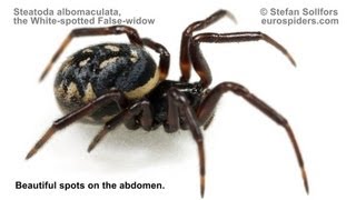 Steatoda albomaculata  the Whitespotted Falsewidow [upl. by Aicelaf]