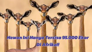 Gerenuk Si Anthelope Yang Dijuluki Jerapah Mini [upl. by Nnaharas]