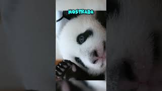 Este bebé panda fue abandonado por su madre [upl. by Nothsa]