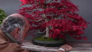 Luis Vallejo Bonsai garden [upl. by Mihsah192]