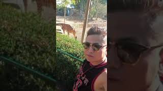 Giraffe🦒safari zoo giraffelover giraffeshots animals sujanvlogs1994 [upl. by Neerehs]