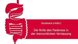 Die Rolle des Pankreas in der menschlichen Verdauung [upl. by Yelkreb282]