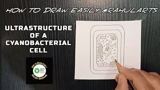 How to draw Cyanobacterial Cell  Ultrastructure of a Cyanobacterial Cell [upl. by Lipcombe748]