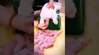 Rabbit giving birth shorts 🫢 rabbit shortvideo crazyvlog shorts [upl. by Cohen184]