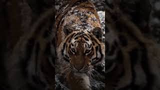 This Siberian Tiger Eats Over 100 People Alive [upl. by Issirk]