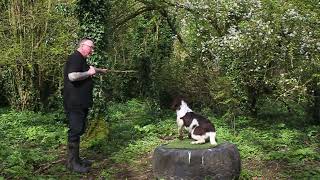 Focus Training with your Gundog Puppy [upl. by Anelac]