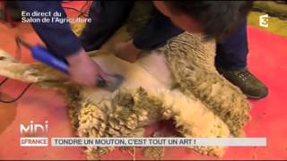 ANIMAUX  Tondre un mouton cest tout un art [upl. by Yovonnda]