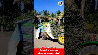 शेवगा 600 रूकिलो 🔥🌱 maharashtra royalशेतकरी shetkari शेतकरी [upl. by Bradly]