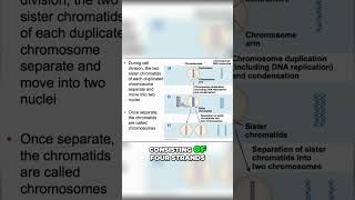 DNA 🧬 Replication of Chromosomes SIMPLE sister chromatids [upl. by Yc781]