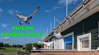 PIGEON BOMBARDMENT on first young pigeon race [upl. by Clim]