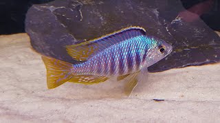 Placidochromis Jalo Reef [upl. by Annaul389]