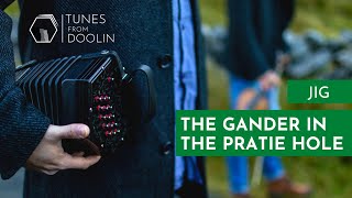 The Gander in the Pratie Hole Jig  Irish Music Tunes [upl. by Eiramalegna287]