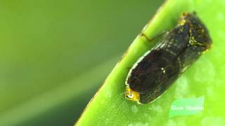 Sharpshooter quotLeafhopper Rainquot [upl. by Najib]