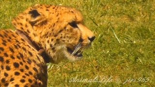 Gepard štíhlý Acinonyx jubatusGepardCheetah [upl. by Arerrac]