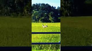 Feeling frisky whitetaildeer subscribe short [upl. by Dnomse776]