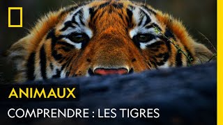 COMPRENDRE  Les tigres [upl. by Priest573]