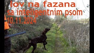 kurzhaar of djurić PHEASANT HUNTING WITH AN INTELLIGENT DOG [upl. by Daniele]