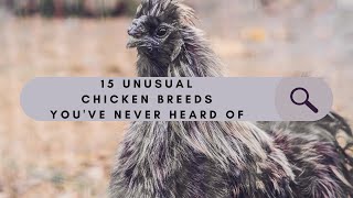 15 Unusual Chicken Breeds Youve Never Heard Of [upl. by Eirac441]