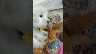 Snowy chewing on stuffed animals cutefunnypuppiestoysmaltipoo [upl. by Emsmus]