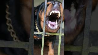 Angry Rottweiler barking and growling dog puppy viral dogsound pet funnypuppy sweetpuppy [upl. by Yvonner]