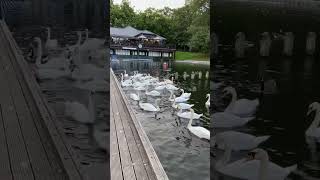 Roundhay Park Leeds🦢 uk england funnyshorts nature animals beautifulplace park swan birds [upl. by Arakaj814]