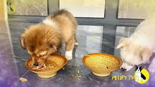 How is the puppy doing with potatoes and stopped protecting the food  Homemade dog food Review 2024 [upl. by Sel687]