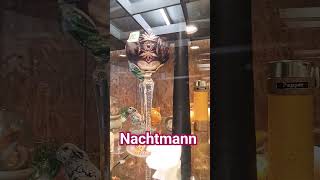 🔴 Одинокий Nachtmann 🇩🇪💖 ГЕРМАНИЯ БАРАХОЛКА [upl. by Reprah925]