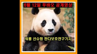 푸바오 실시간 중국 6월 12일 최초공개 Fubao realtime video [upl. by Dibbrun]