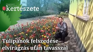 Tulipánok felszedése elvirágzás után tavasszal [upl. by Adiuqal]