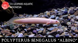 Polypterus senegalus albino The cute DINOSAUR fish for your tank Leopard Aquatic D003A [upl. by Valentino]