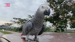 African Grey Parrot Free Flying From A Moving Car  Weekly Routine [upl. by Sivrahc]