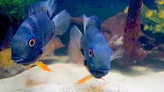 Green Severum  Heros efasciatus with fry [upl. by Adnolrehs]