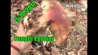 Funghi Porcini 5102017 CHE FUNGHI Boletus nei Castagni BOLETUSPASSION [upl. by Ardnnek]