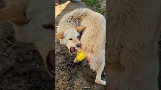 After being injured in the tail a stray dog continues to bite his tail [upl. by Sabra]